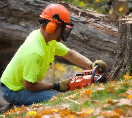 tree services Wickliffe